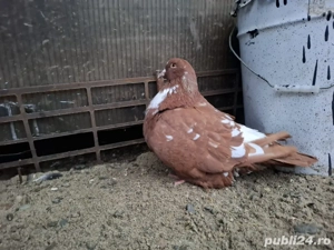 in căutare de casă nouă! - imagine 3