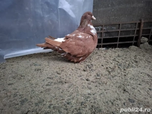 in căutare de casă nouă! - imagine 4