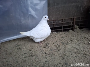 in căutare de casă nouă! - imagine 2