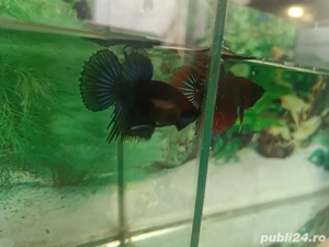 Masculi Betta pesti acvariu superbi