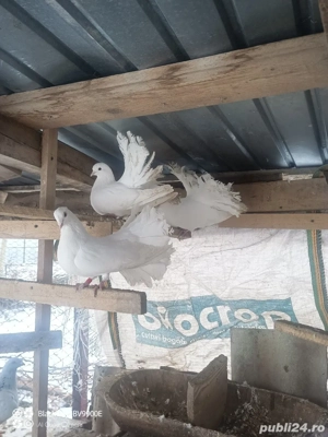 porumbei infoieti - imagine 2