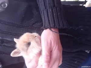 Pui de iepure cap de leu pitic 