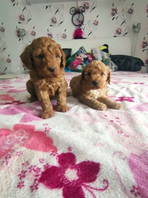 Cumpara legal Caniche Pitic cu Transport Gratuit la Timisoara-Factura-Microcip-Carnet-Garantie