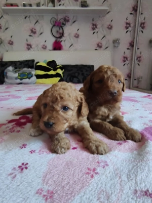 Cumpara legal Caniche Pitic cu Transport Gratuit la Timisoara-Factura-Microcip-Carnet-Garantie - imagine 2