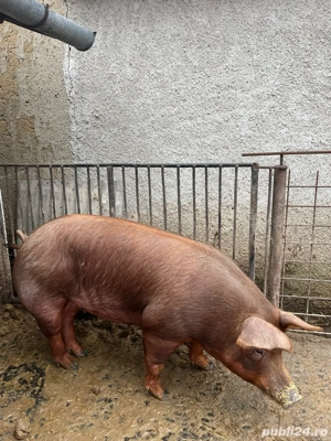 scrofite duroc  - imagine 3