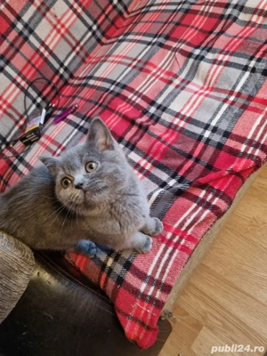 Pisoi British Shorthair gri (blue), mascul, 3 luni și jumătate - imagine 4