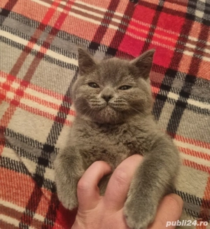 Pisoi British Shorthair gri (blue), mascul, 3 luni și jumătate