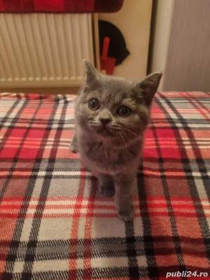 Pisoi British Shorthair gri (blue), mascul, 3 luni și jumătate - imagine 3