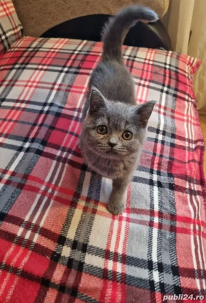 Pisoi British Shorthair gri (blue), mascul, 3 luni și jumătate - imagine 5