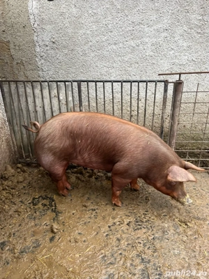 scrofite duroc  - imagine 2