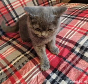 Pisoi British Shorthair gri (blue), mascul, 3 luni și jumătate - imagine 2