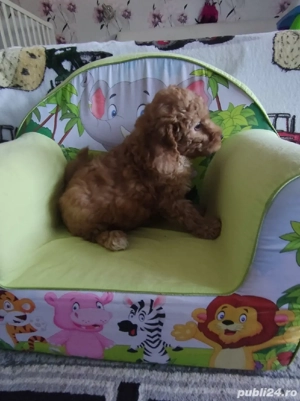 Caniche pitic cu Transport Gratuit la Cluj Napoca, cu Factura,Garantie,Microcip,Inregistrare - imagine 3