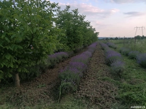 vand lavanda: buchetele uscata 2- 5 lei,  tufa verde 40-70 lei, floare cernuta 100lei kg