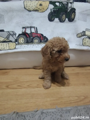 Caniche pitic cu Transport Gratuit la Cluj Napoca, cu Factura,Garantie,Microcip,Inregistrare - imagine 2