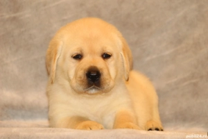 catei labrador calitate deosebita