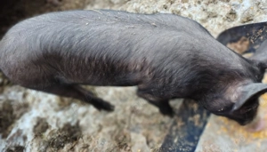 Vieruți și scrofițe. Purcei mici - imagine 3