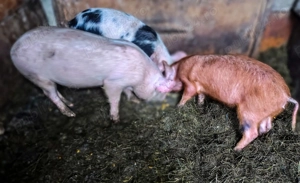 Vieruți și scrofițe. Purcei mici - imagine 2