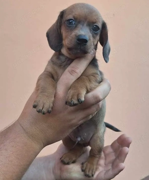 Teckel de vanzare cu Transport Gratuit la Bucuresti si alte orase-Factura-Garantie-Carnet-Microcip