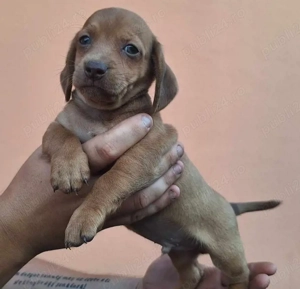 Teckel de vanzare cu Transport Gratuit la Bucuresti si alte orase-Factura-Garantie-Carnet-Microcip - imagine 2