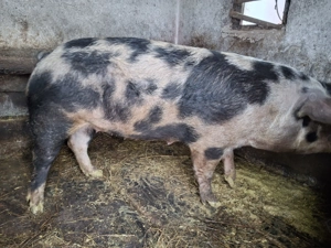 Vand scroafa pentru sacrificat 200kg - imagine 2