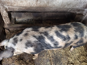 Vand scroafa pentru sacrificat 200kg - imagine 3