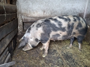 Vand scroafa pentru sacrificat 200kg