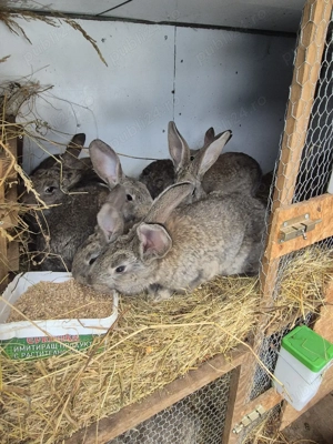 vand 8 iepurasi de rasa - imagine 3