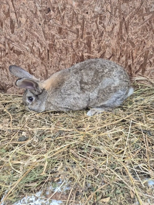 vand 8 iepurasi de rasa - imagine 4