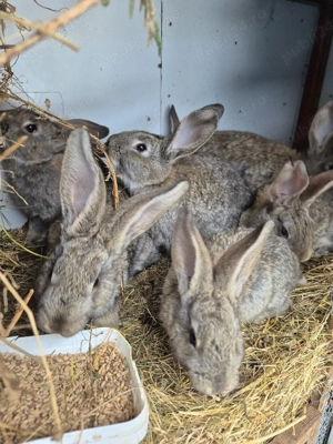 vand 8 iepurasi de rasa - imagine 2