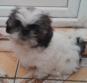 Catelusa,dragalasa,jucăușă și iubitoare!