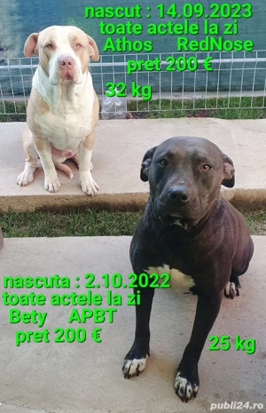 Amstaff American Staffordshire - imagine 5