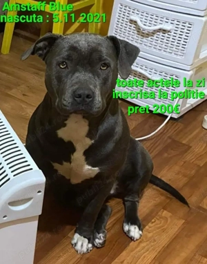 Amstaff Blue doar pt.iubitori si cunoscatori - imagine 3
