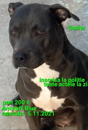 Amstaff American Staffordshire - imagine 4