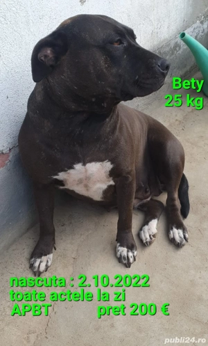 Amstaff American Staffordshire - imagine 6