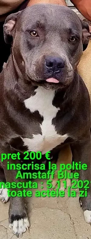 Amstaff American Staffordshire - imagine 2