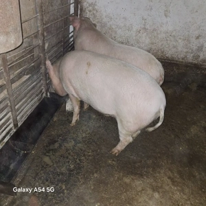 Porci de vânzare 