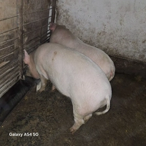 Porci de vânzare  - imagine 2