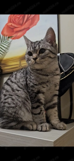 vind pisicuta British 5 luni. autentica 