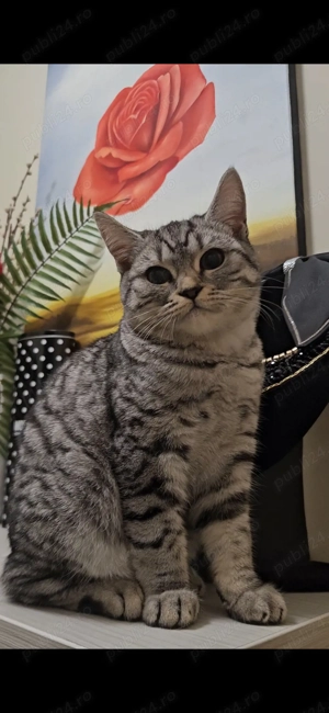 vind pisicuta British 5 luni. autentica  - imagine 2