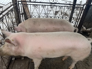 Vand Porc Marele Alb 