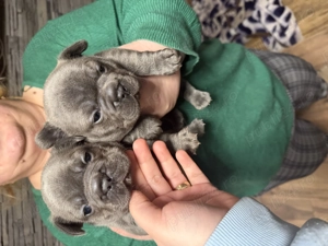 Puiuți bulldog francez blue 