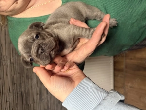 Puiuți bulldog francez blue  - imagine 3