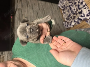 Puiuți bulldog francez blue  - imagine 4