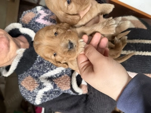 Puiuți cocker spaniel 