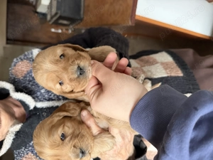 Puiuți cocker spaniel  - imagine 2