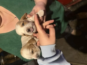 Puiuți cocker spaniel  - imagine 3