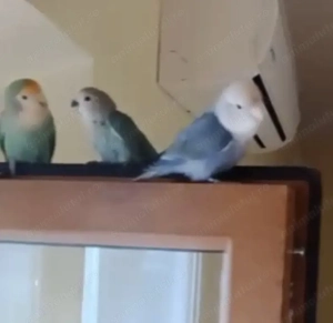 Agaporis amorezi - imagine 3