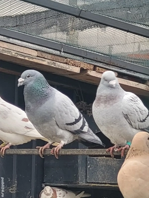 Voiajori toate rasele!