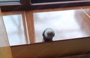 Agaporis amorezi - imagine 2