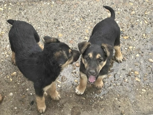 Vind căței metiș, mama Fox Terrier si tata Ciobanesc German